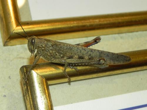 Anacridium aegyptium