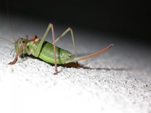 Ephippiger diurnus diurnus
