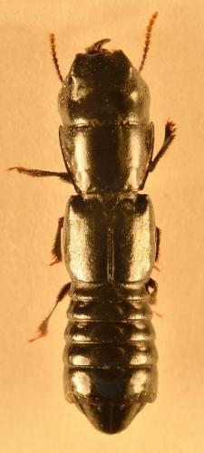 Osorius sp.