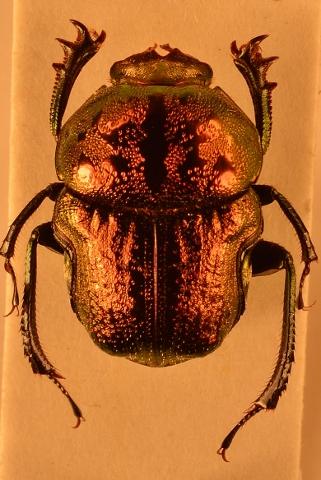 Gymnopleurus fulgidus
