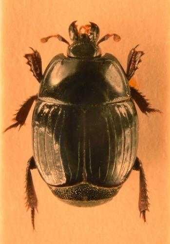Hister bissexstriatus