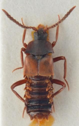 Réf. 149 348 : Lomechusa sp.