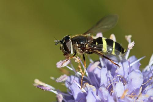 Réf. 149 004 : Dasysyrphus tricinctus