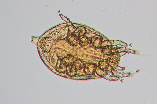 Réf. 149 553 : Metagynella carpathica