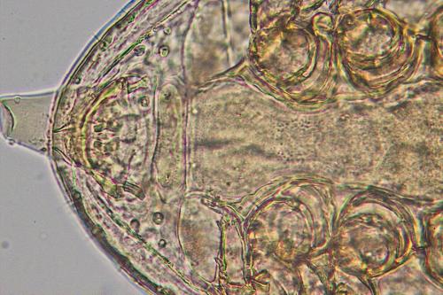 Réf. 149 554 : Metagynella carpathica