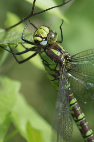 Aeshna cyanea