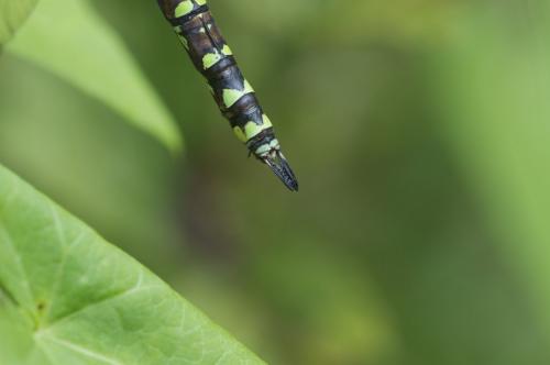 Aeshna cyanea