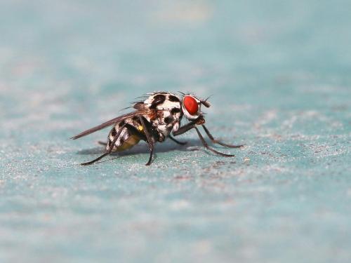 Anthomyia procellaris