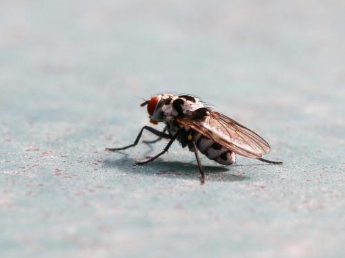 Anthomyia procellaris