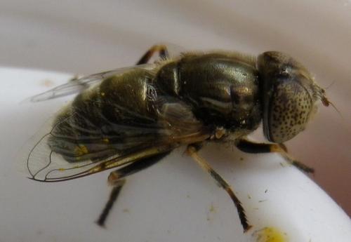 Réf. 149 304 : Eristalinus aeneus