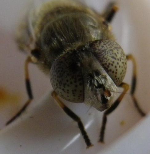 Réf. 149 314 : Eristalinus aeneus