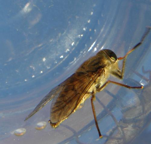 Tabanus sp.