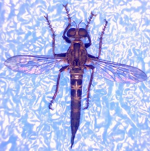 Réf. 149 399 : Neoepitriptus setosulus