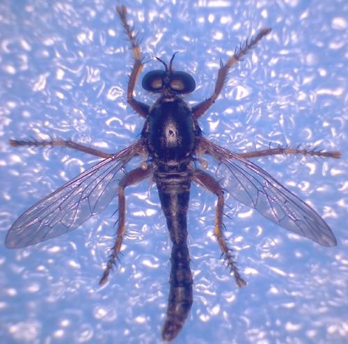 Réf. 149 491 : Neoepitriptus setosulus
