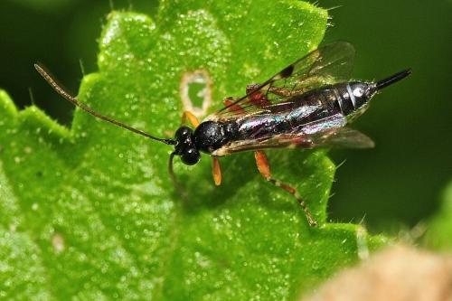 Réf. 149 610 : Pimplinae inconnu