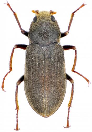 Pomatinus substriatus
