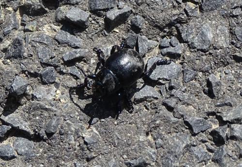 Timarcha goettingensis