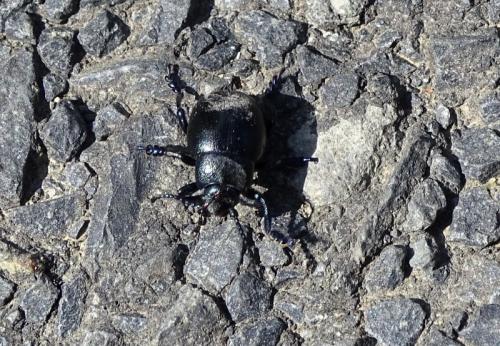 Réf. 149 709 : Timarcha goettingensis