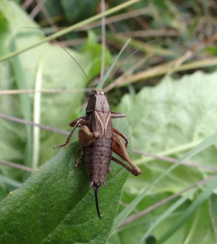 Metrioptera saussuriana