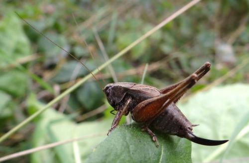 Metrioptera saussuriana