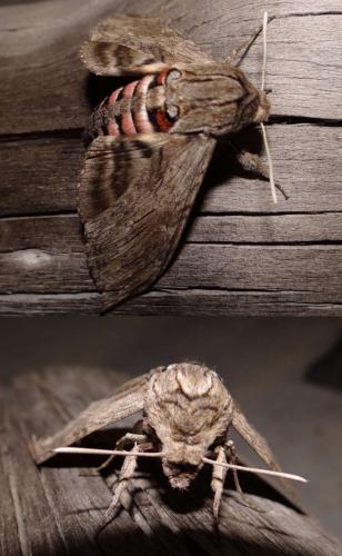 Agrius convolvuli