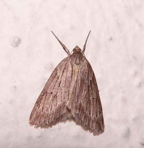 Pachycnemia hippocastanaria