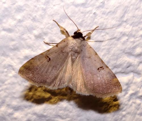 Lygephila craccae