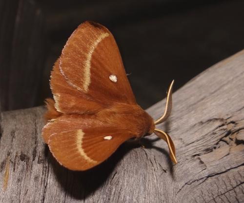 Lasiocampa trifolii