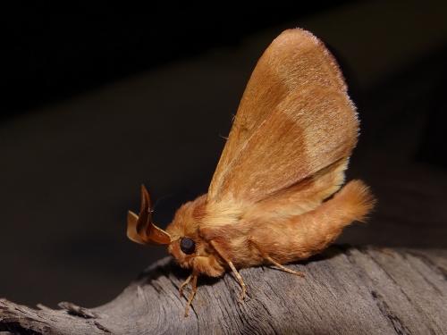 Lasiocampa trifolii