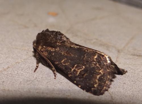 Réf. 149 824 : Tholera cespitis