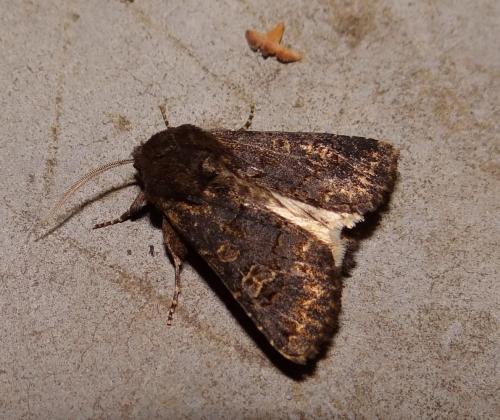 Réf. 149 822 : Tholera cespitis
