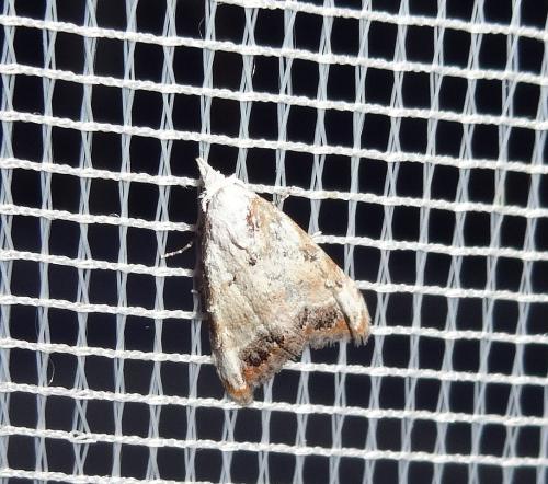 Réf. 149 012 : Nola chlamitulalis