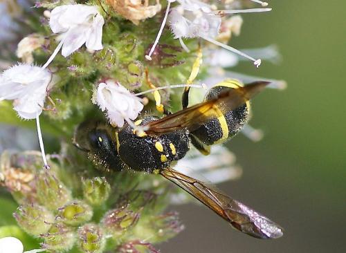 Ancistrocerus sp.