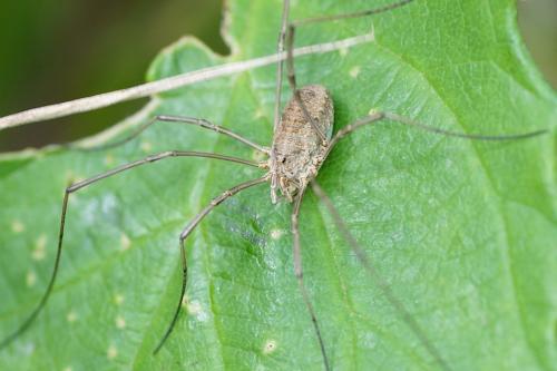 Phalangium opilio