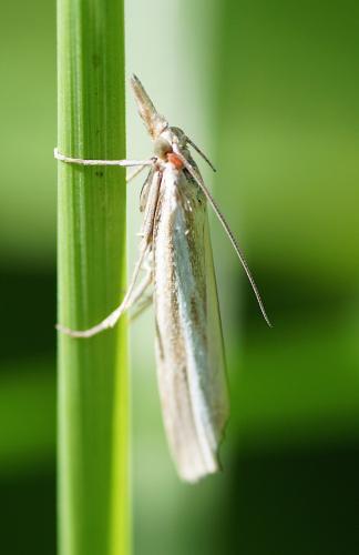 Agriphila sp.