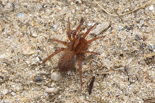 Trochosa terricola