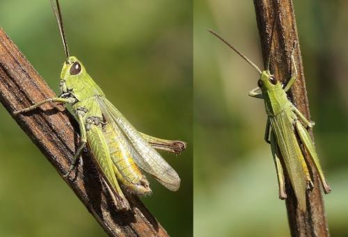 Réf. 149 529 : Chorthippus dorsatus dorsatus
