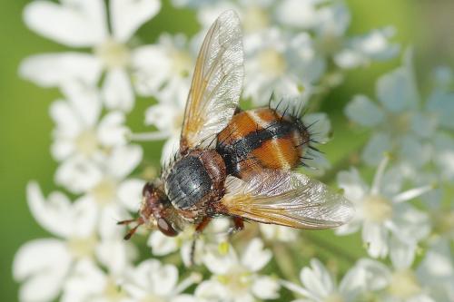 Tachina fera