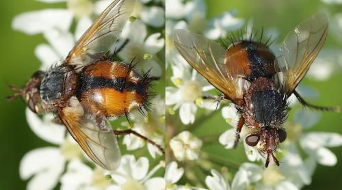Tachina fera