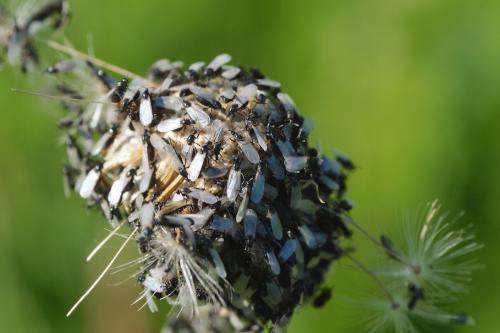 Reichertella sp.