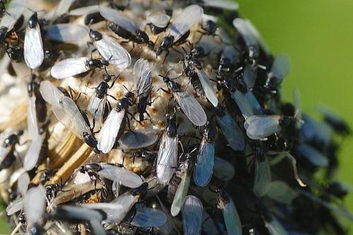 Reichertella sp.
