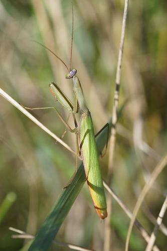 Mantis religiosa
