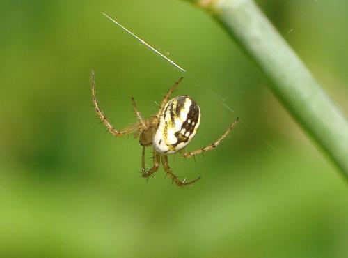 Réf. 149 190 : Mangora acalypha
