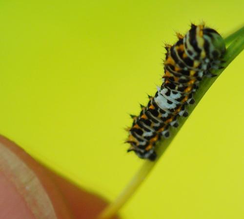 Papilio machaon