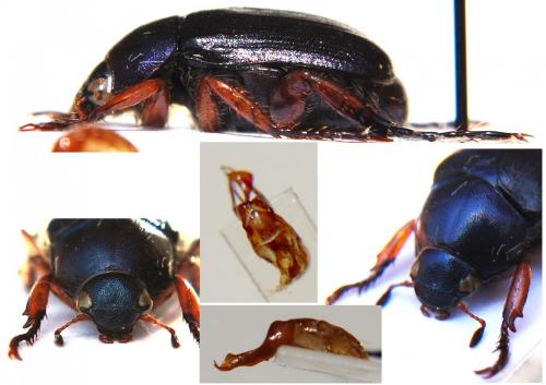 Anomala yunnana