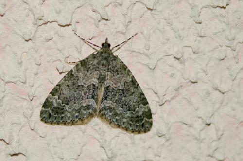 Chloroclysta miata