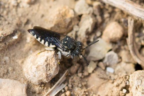 Réf. 149 455 : Coelioxys sp.