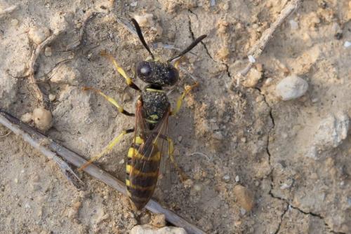 Philanthus triangulum