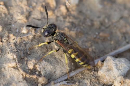 Philanthus triangulum