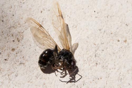 Réf. 149 931 : Messor barbarus